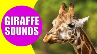 GIRAFFE SOUNDS  Learn Animals with Kiddopedia Shorts [upl. by Nna]