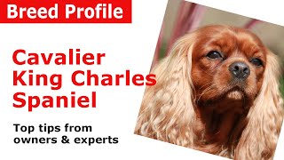 Cavalier King Charles Spaniel Dog Breed Advice [upl. by Dorolice]