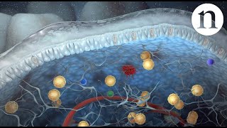 Innate lymphoid cells [upl. by Lanti]