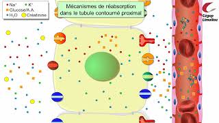 La réabsorption rénale [upl. by Yerd]