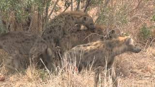 Hyena Mating [upl. by Edya116]