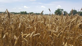 processing wheat into flour [upl. by Ennael]