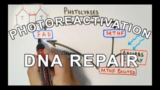 Photoreactivation  DNA Repair Mechanism [upl. by Ul214]