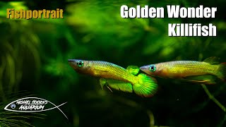 Golden Wonder Killifish  Aplochelius Lineatus Gold [upl. by Llieno]