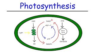 Photosynthesis  Light Dependent Reactions and the Calvin Cycle [upl. by Eula]