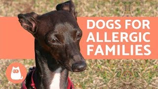 10 Hypoallergenic Dog Breeds for Allergic Families [upl. by Enerol715]