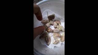 How to plant Rambutan from seed 16 days [upl. by Sara]