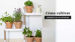 Cómo cultivar aromáticas en interior [upl. by Arodasi]