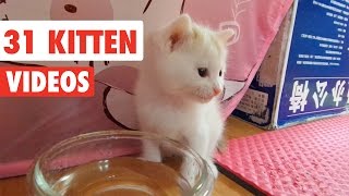 31 Funny Kittens  Cat Video Compilation 2017 [upl. by Enamrahs]