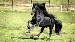 WORLD FAMOUS FRIESIAN STALLION [upl. by Tillman]