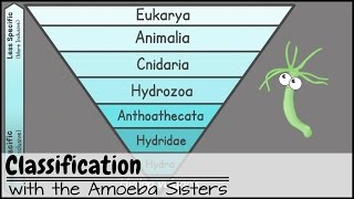 Classification [upl. by Dahcir]