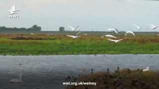 WWT Welney Swan migration begins [upl. by Allehcram]