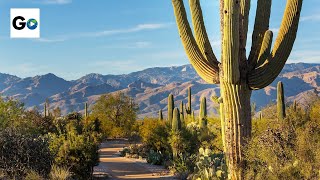 Saguaro National Park [upl. by Tung]