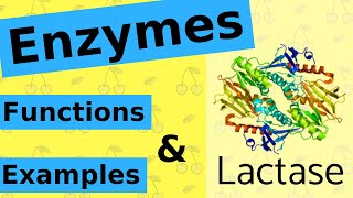 What are Enzymes amp How Do They Work [upl. by Milzie]