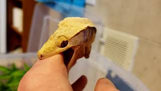 Angry Crested Gecko [upl. by Ardnoel618]