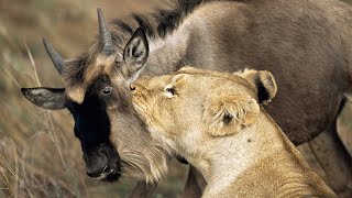 Lion eating Buffalo and Wildebeest testicles alive [upl. by Rufena]