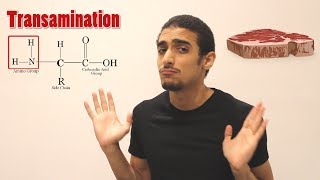 Overview on Amino acid metabolism شرح بالعربي لمصير الأمينو أسيد [upl. by Enitsenre236]