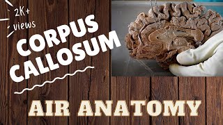 Corpus callosum  Air Anatomy [upl. by Bevon]