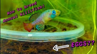 How to Breed Annual Killifish Nothobranchius [upl. by Jakoba709]