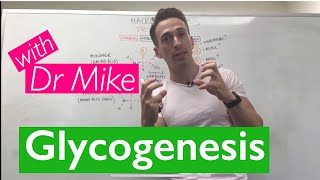 Glycogenesis amp Glycogenolysis [upl. by Jack]