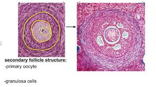 Ovarian Follicle Development [upl. by Isawk544]