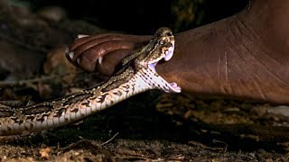 Viper Bite in Slow Mo  BBC Earth [upl. by Bernie367]