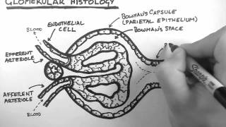 Renal Anatomy 3  Glomerular Histology [upl. by Ravilob]