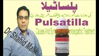 Pulsatilla پلساٹیلا Causes And Homoeopathic Treatment [upl. by Aleb]