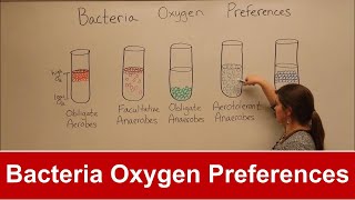 Bacteria Oxygen Requirements [upl. by Carbo]