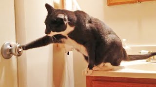 Clever Cats Opening Doors Compilation  Crazy Cats [upl. by Norbie]