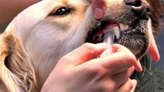 How To Learn Giving Dog Medications [upl. by Roxanne]