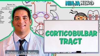 Neurology  Descending Tracts Corticobulbar Tract [upl. by Asseram]