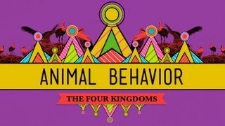 Animal Behavior  CrashCourse Biology 25 [upl. by Kuhn79]