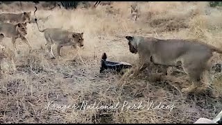 Honey Badger Vs Lions on the Hunt for an Easy Meal  Trending Wildlife Videos [upl. by Oettam]