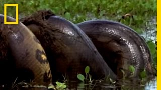 Anaconda vs Mammal  National Geographic [upl. by Raul]