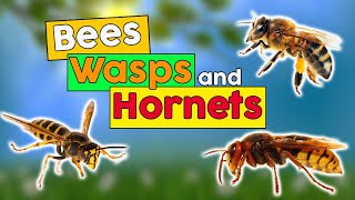 🆕 Bees Wasps and Hornets ➡ Bees Wasps Hornet Facts 2020 Video 🐝🐝 [upl. by Calvinna]