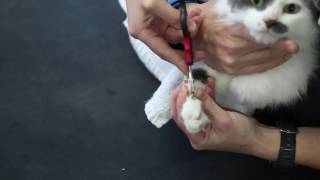 How to clip cats claws  Vet Advice [upl. by Annotahs]