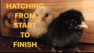 Hatching Chicken Eggs from Start to Finish Incubated Full 22 day series in one video [upl. by Lainahtan]