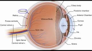 Eye anatomy [upl. by Spalding]