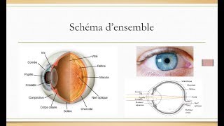 LANATOMIE DE LOEIL les bases à connaître [upl. by Armbrecht]