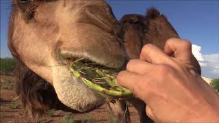 Camel eats cactus in seconds جمل [upl. by Fitton]