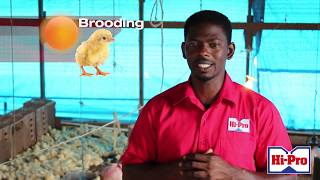 Raising Broiler chicks Setup and brooding area [upl. by Amos109]