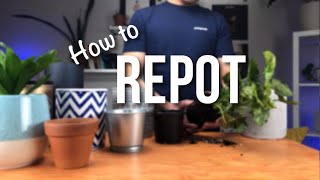 How to repot a plant  Beginners Guide to Repotting [upl. by Edson]