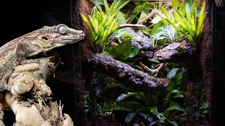 Bioactive Gargoyle Gecko Vivarium [upl. by Erait152]