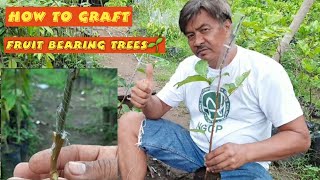 Tagalog How to Graft Fruit Trees like Rambutan Lansonez Durian Mango [upl. by Nawk921]