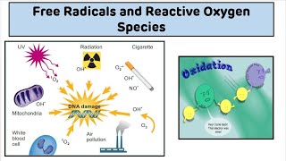 Free Radicals and Reactive Oxygen Species ROS  Introduction to Free Radicals [upl. by Constancia]