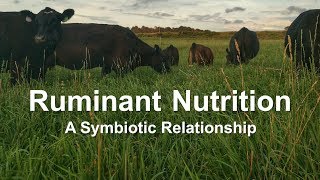 Ruminant Nutrition A Symbiotic Relationship [upl. by Comethuauc10]