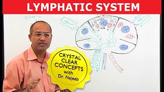 Basics amp Structures of the Lymphatic System [upl. by Guild193]