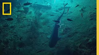 Goblin Shark Rare Footage and Sightings [upl. by Zerline97]