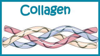 Collagen  Structure classification biosynthesis and clinical importance [upl. by Ver]